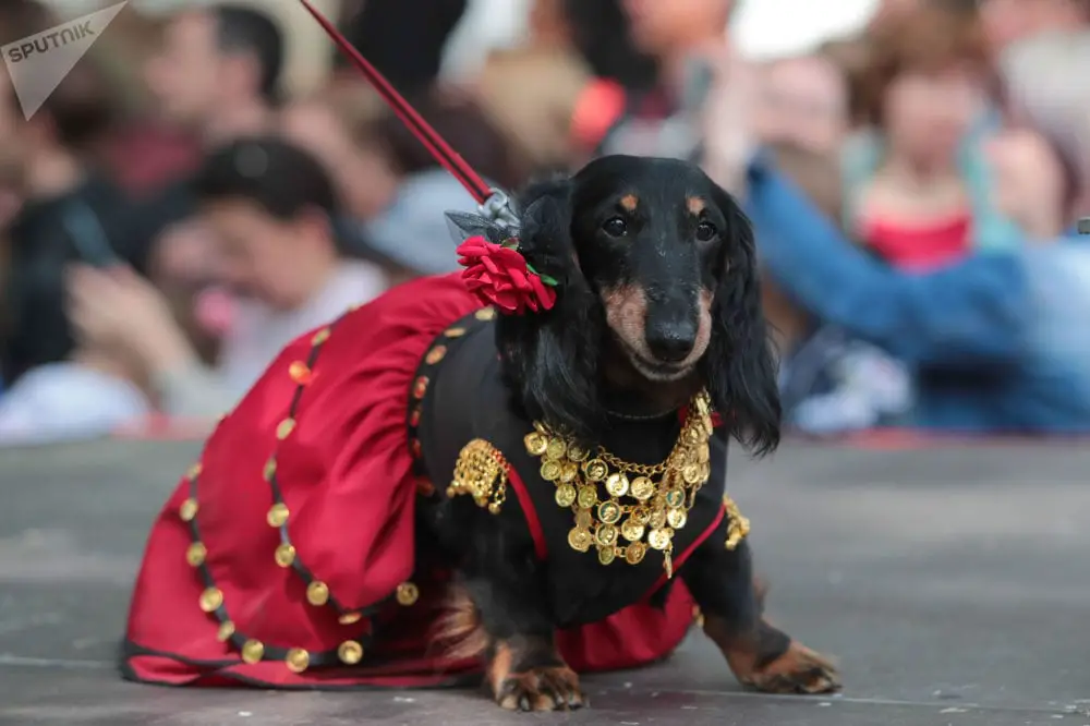 Dachshund wearing a belly dance outfit in a dog show