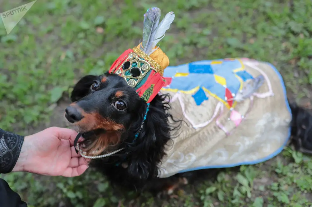 Dachshund in a royal outfit with a crown headpiece while being pet by a person
