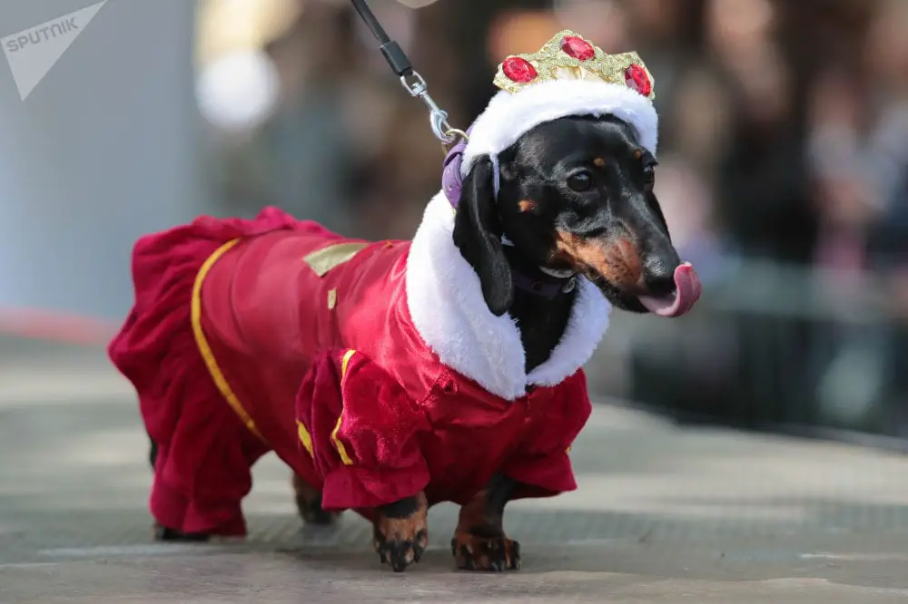 Dachshund in a dog show stage wearing a king outfit