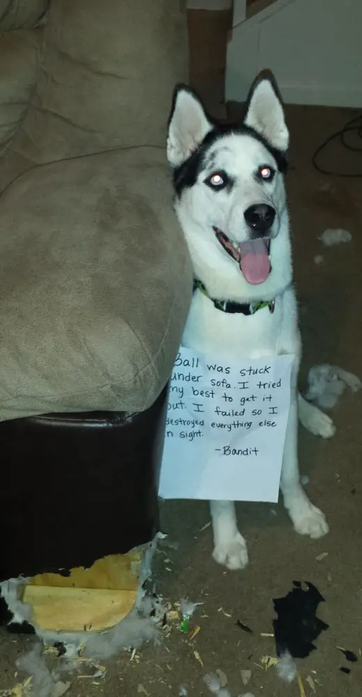 Husky sitting on the floor beside a torn couch wearing a note that says 