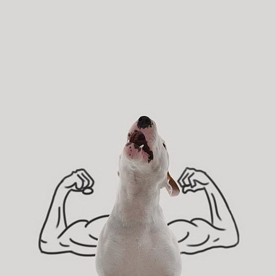Bull Terrier Jimmy Choo howling with a muscular arm drawing on the wall