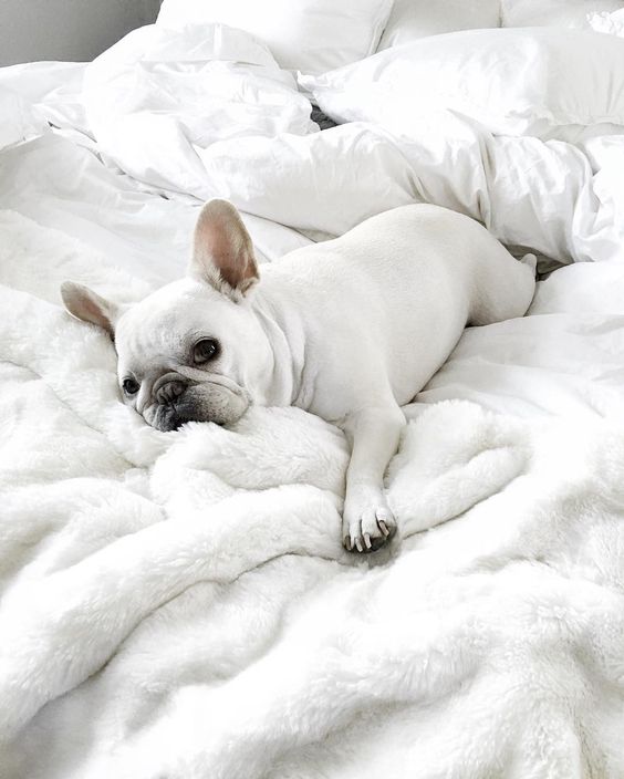 A white French Bulldog lying on the bed