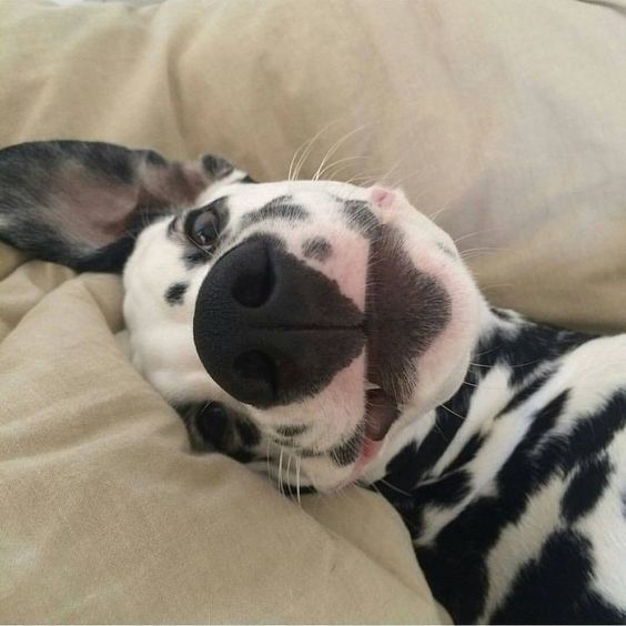 An adorable Dalmatian lying on the bed