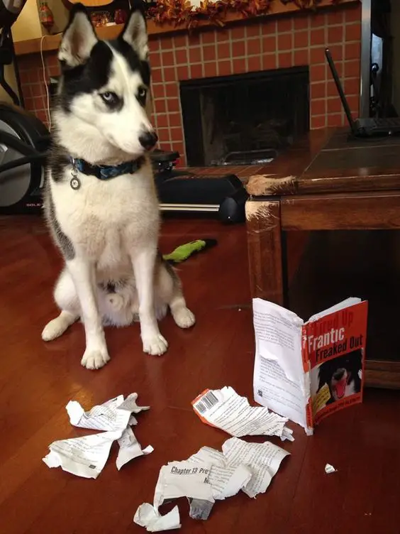 Husky sitting on the floor with a torn book