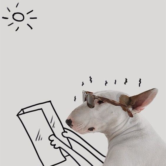 Bull Terrier Jimmy Choo looking sideways wearing sunglasses with a drawing on the wall of a hand with a tanning sun reflector and sun on top
