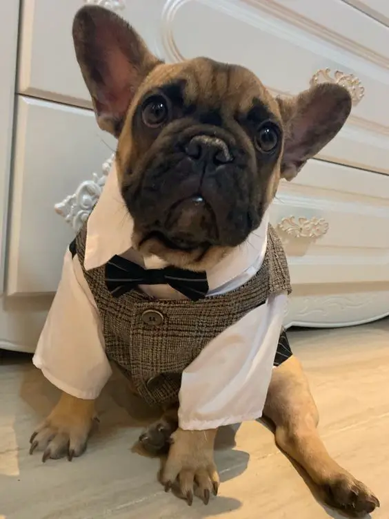 A French Bulldog wearing a gentlemen outfit while sitting on the floor