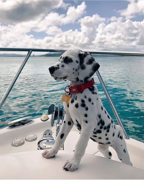 A Dalmatian puppy on the boat in the ocean