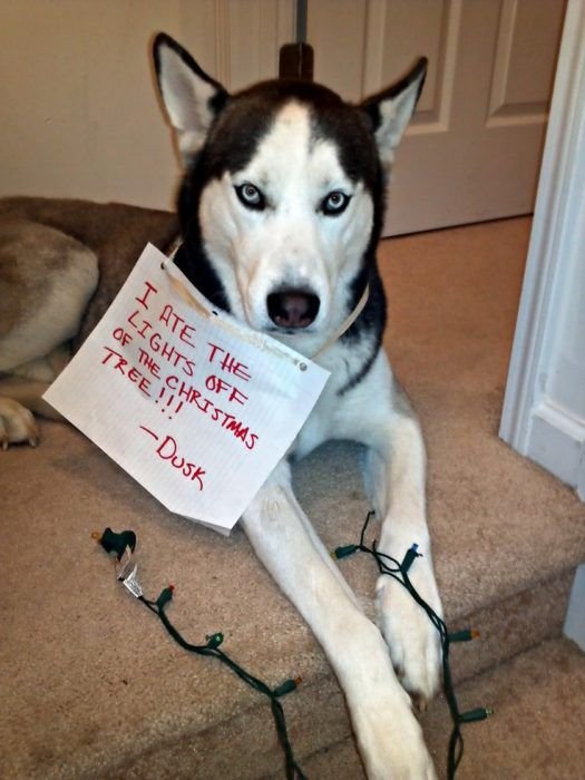 Husky lying down on the floor wearing a note that says