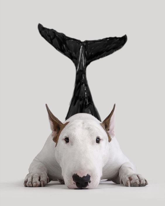 Bull Terrier Jimmy Choo lying down on the floor with the tail of the whale drawing on the wall