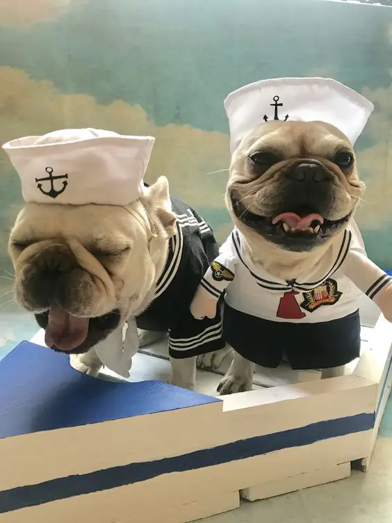 two French Bulldogs in their seaman outfit while sitting inside a boat