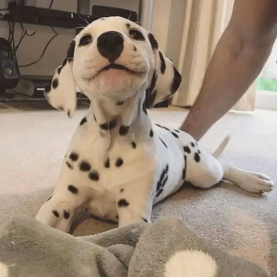 A Dalmatian puppy lying on the floor