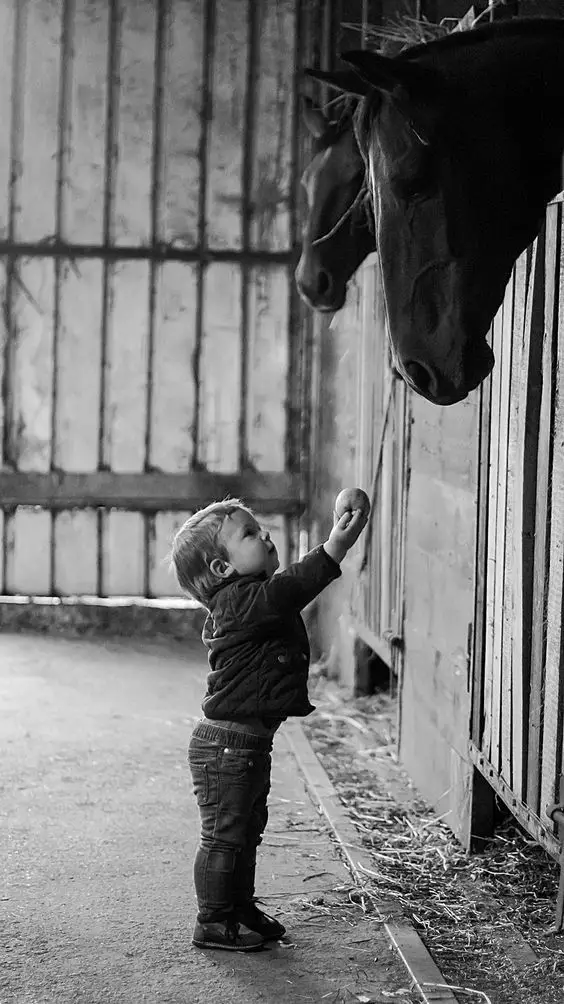 a little boy reaching the apple towards the horse