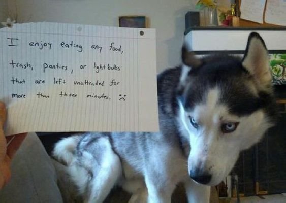 Husky sitting on the couch while holding a note that says