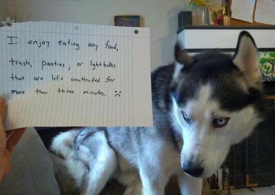 Husky sitting on the couch while holding a note that says 