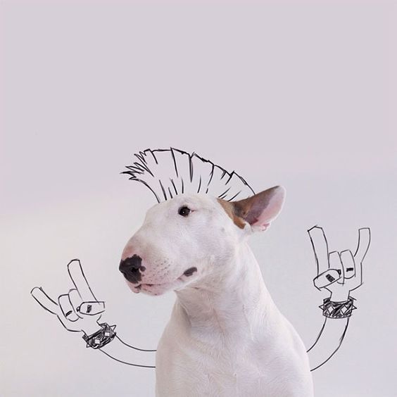 Bull Terrier Jimmy Choo with a rockstar hair and hand drawing on the wall