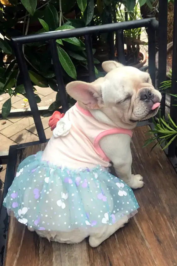 A French Bulldog wearing a cute dress while sitting on the wooden bench