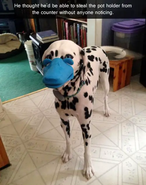 A Dalmatian with a duck potholder in its mouth while standing on the floor