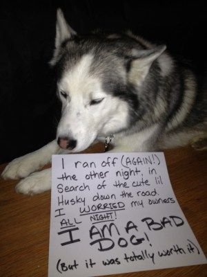 Husky lying down on the floor with a note