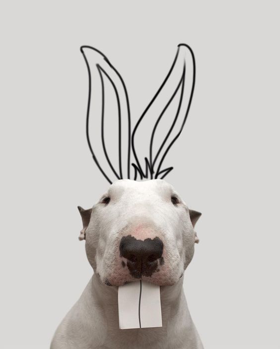 Bull Terrier Jimmy Choo with a rabbit teeth paper in its mouth rabbit ears drawing on the wall