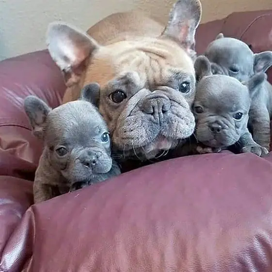 A French Bulldog mom with her three French Bulldog puppies on the couch