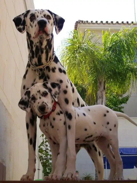 an adult Dalmatian standing with its one front legs over the Dalmatian puppy