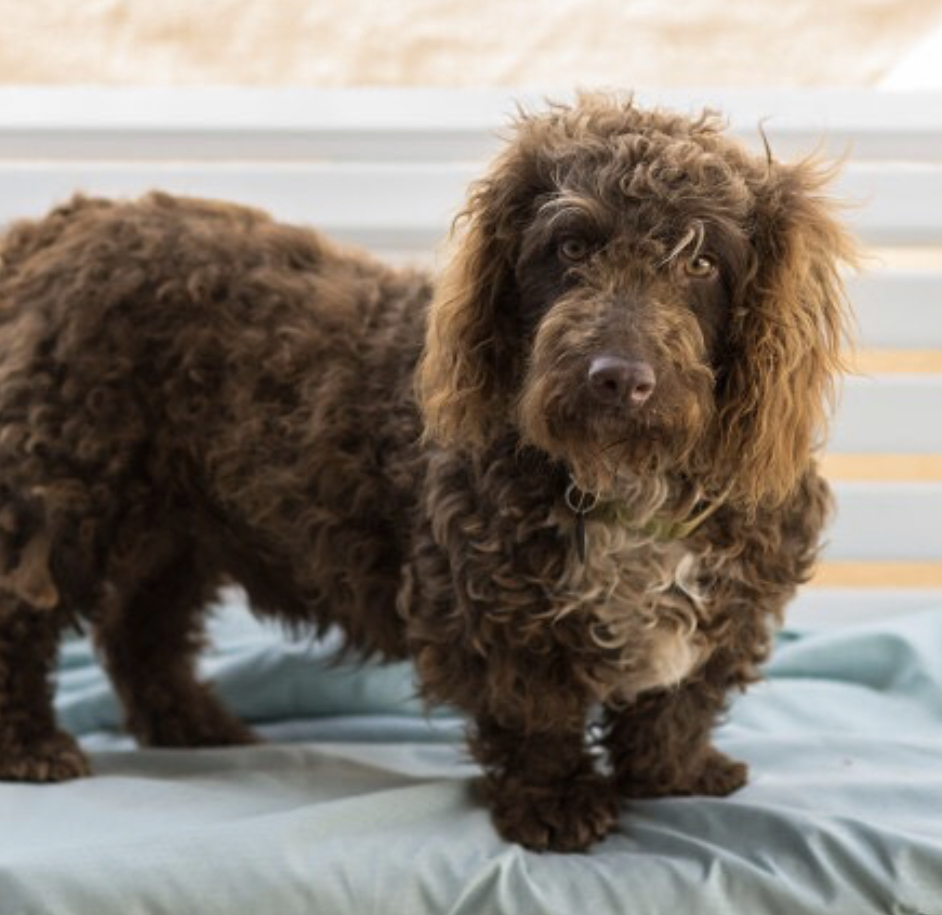 Poodle Hound standing on top of the cloth on the bench