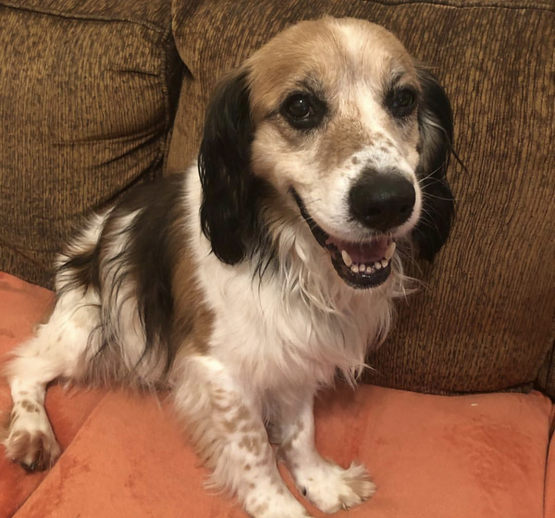 Basset Spaniel sitting on the couch while smiling