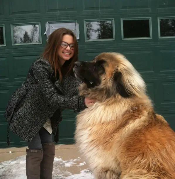 A woman rubbing the neck of a large Leonberger sitting on the floor in front of her