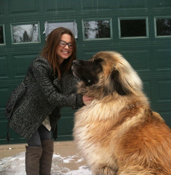 A woman petting the Leonberger sitting in front of her