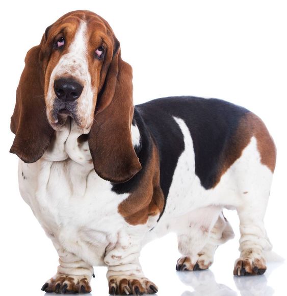 sad Basset Hound in an isolated white background