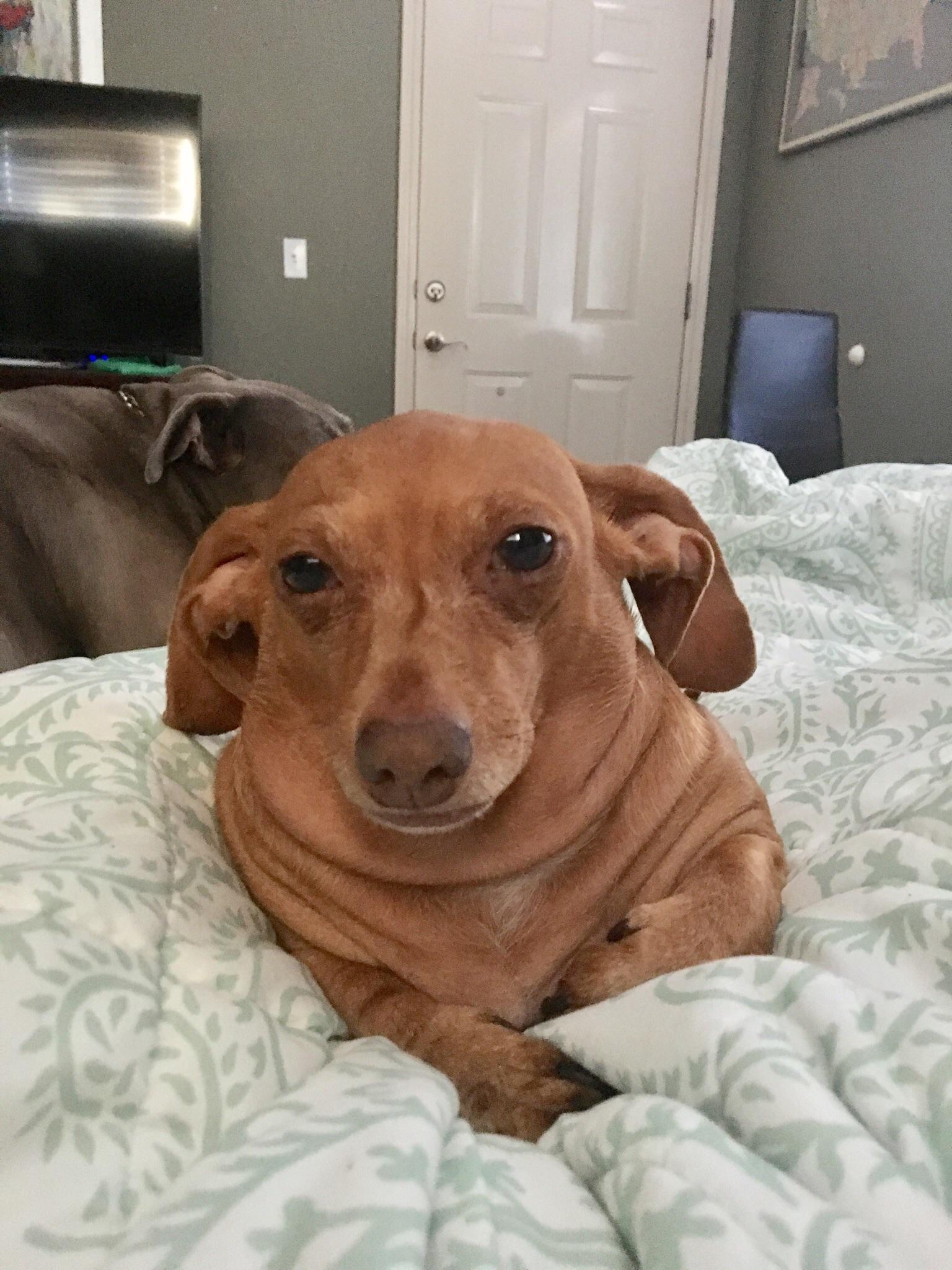 A brown Dachshund lying on the bed with its tired face