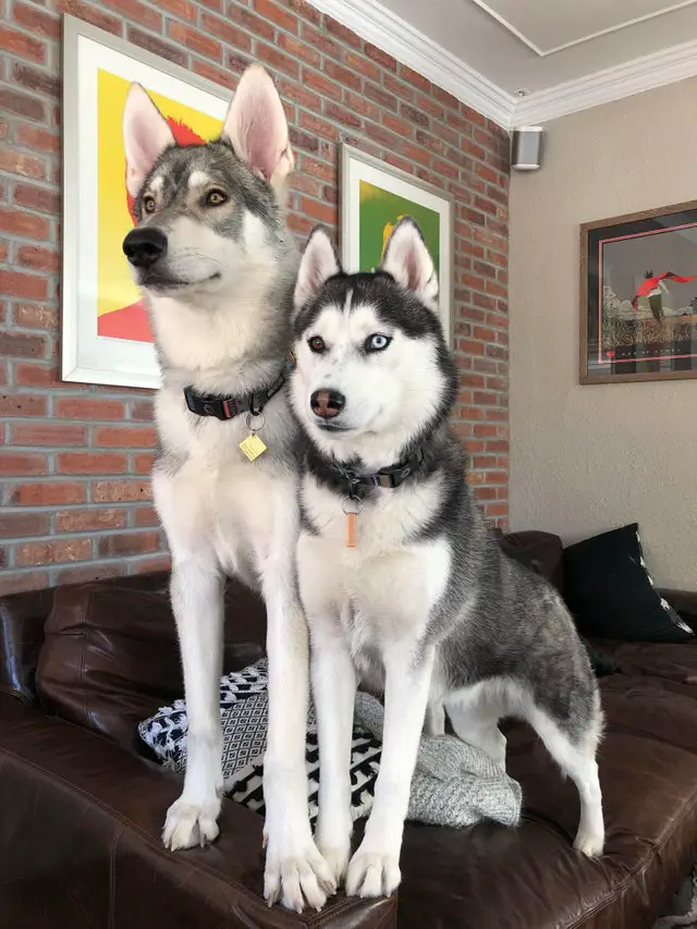 two Siberian Huskies standing on the couch