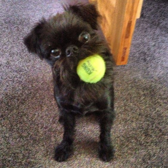 A Brussels Griffon sitting on the floor with a tennis ball in its mouth