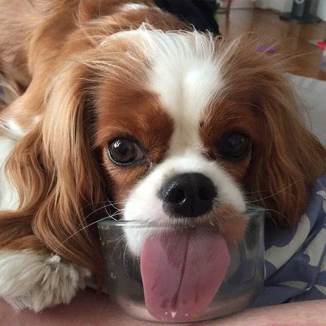 Cavalier King Charles Spaniel licking the glass bowl