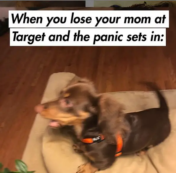 blurred photo of a Dachshund standing on the couch photo with a text 