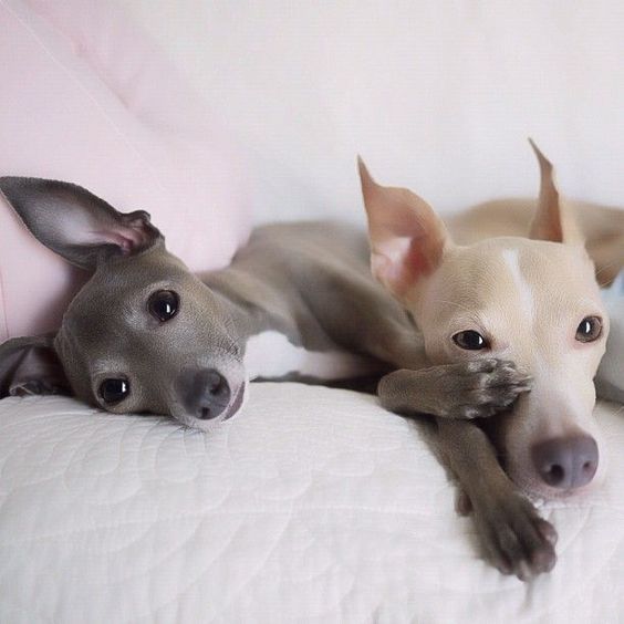 two Italian Greyhound puppies lying on the couch