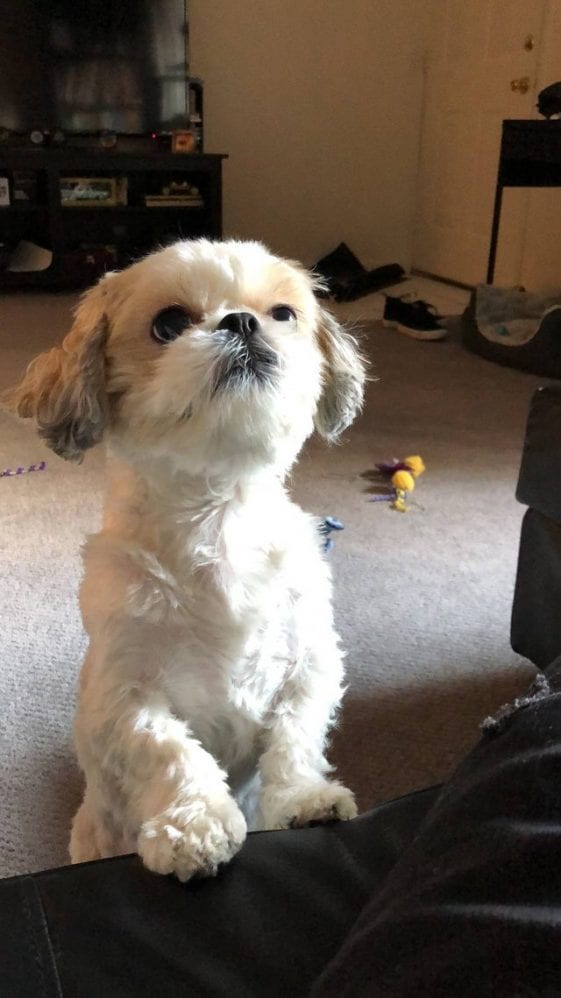 begging shih tzu