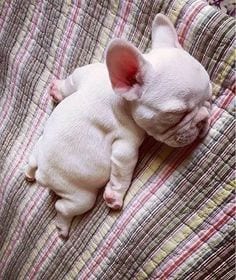 A French Bulldog puppy sleeping on the bed