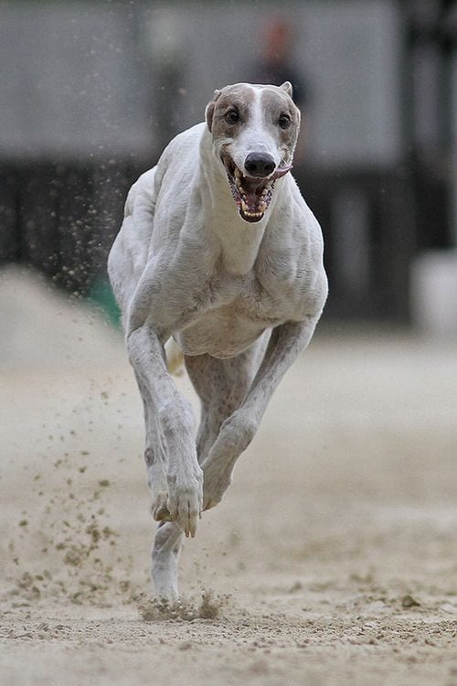 A muscular Italian Greyhound running on a race