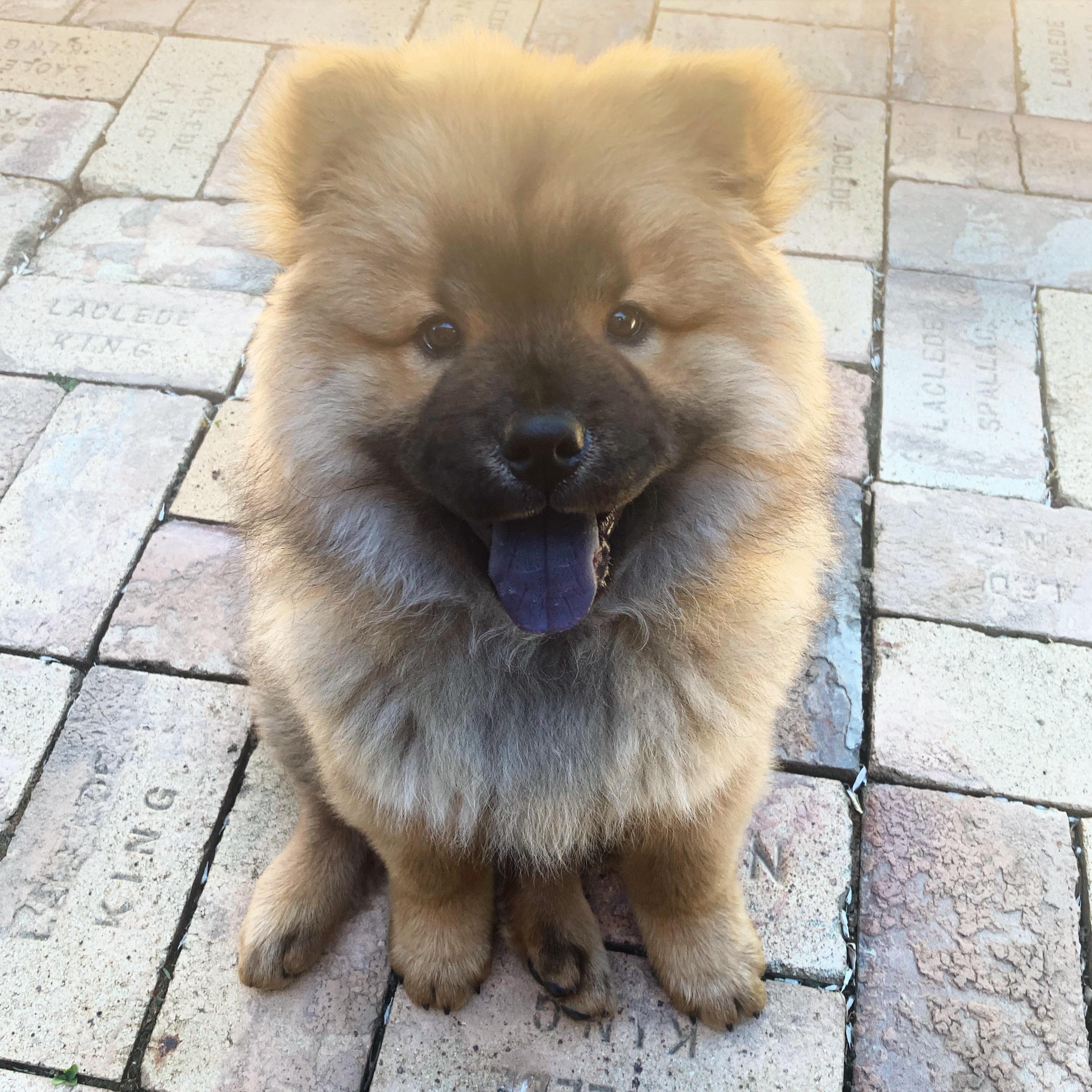 smiling Chow chow puppy sitting on the pavement