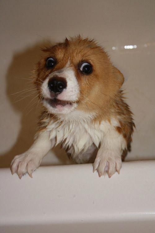 scared Corgi puppy while taking a bath