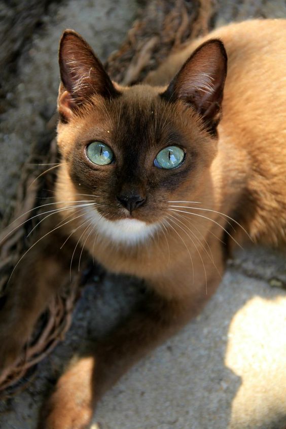 Siamese Cat lying on the ground