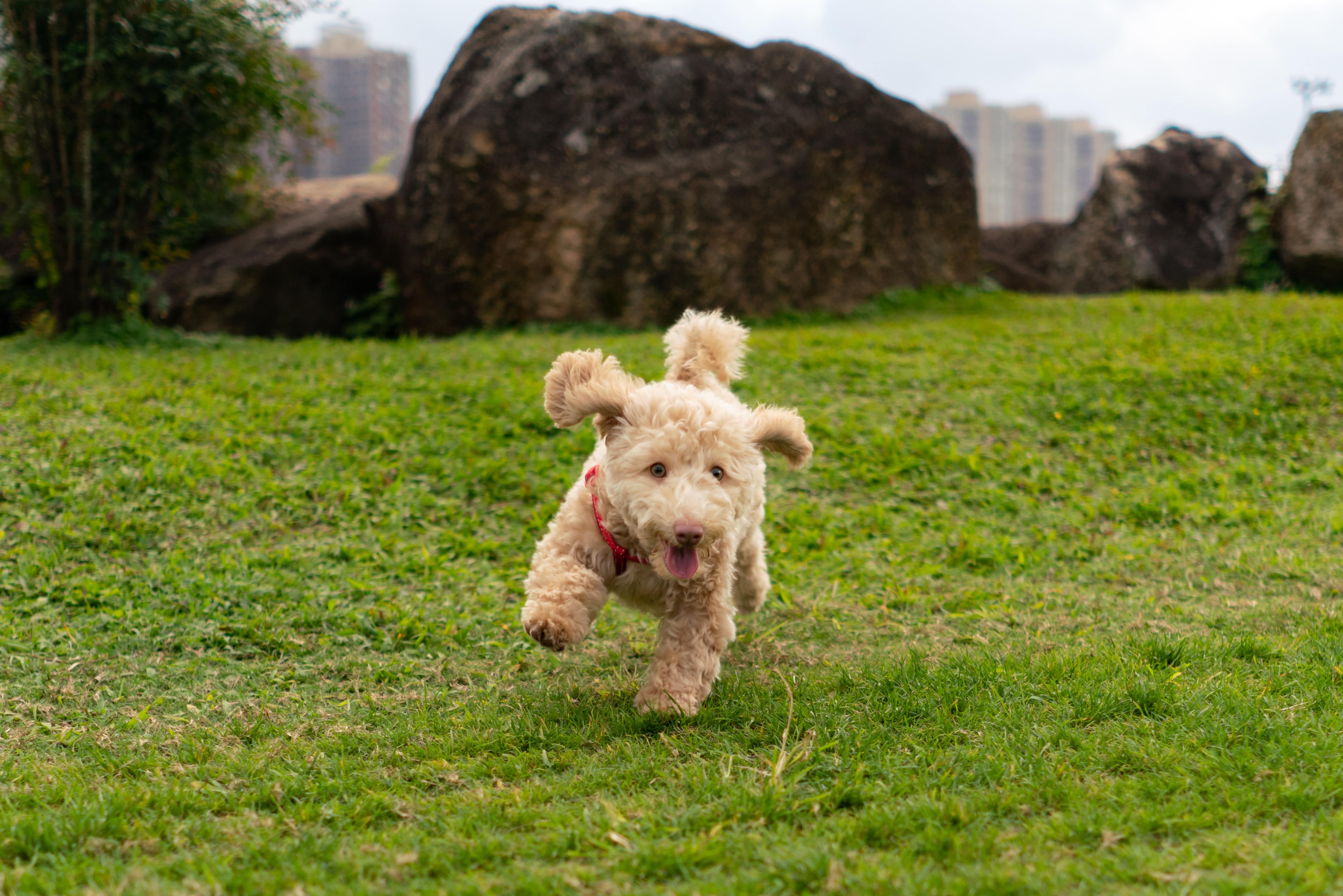 cream Poodle puppy running at the park