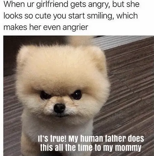 A Pomeranian standing on the floor with its angry face and with text - It's true! My human father does this all the time to my mommy and with caption - When ur girlfriend gets angry, but she looks so cute you start smiling, which makes her even angrier