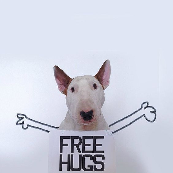 Bull Terrier Jimmy Choo with hand spread out drawing on the wall while wearing a free hugs note around its neck