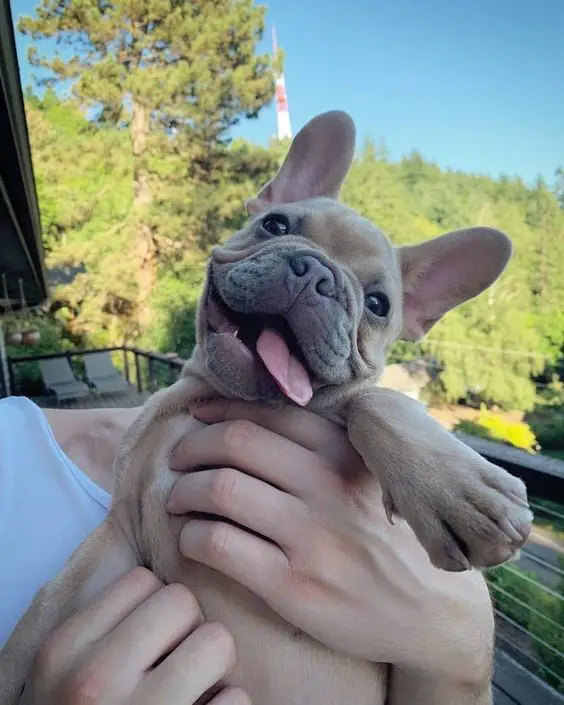 A French Bulldog puppy in the hand of the woman standing in the balcony