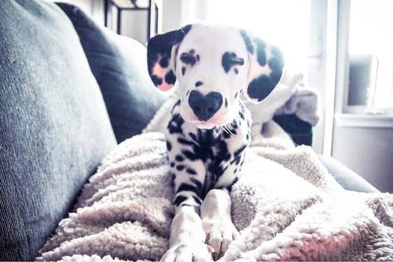 A Dalmatian puppy lying on the couch