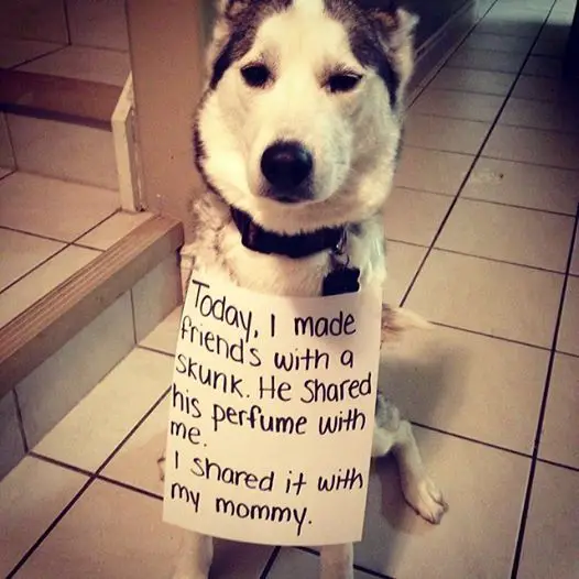 Husky sitting on the floor wearing a note 