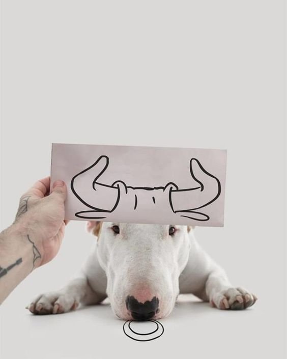 Bull Terrier Jimmy Choo behind the hand of a man holding a bull horn