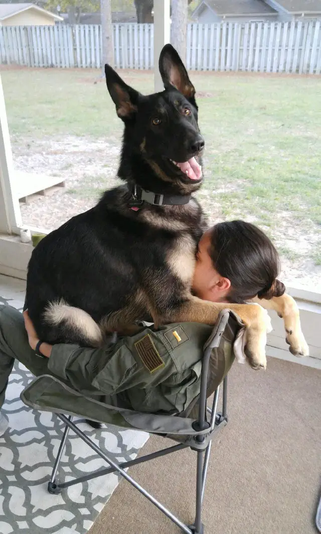 A German Shepherd sitting on top of the lap of a woman sitting on the chair